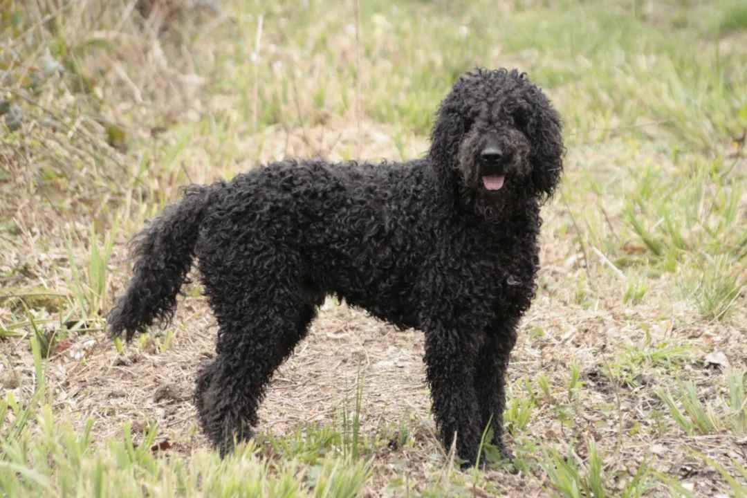 Meet the Barbet: The Charming French Water Dog Winning Hearts Worldwide