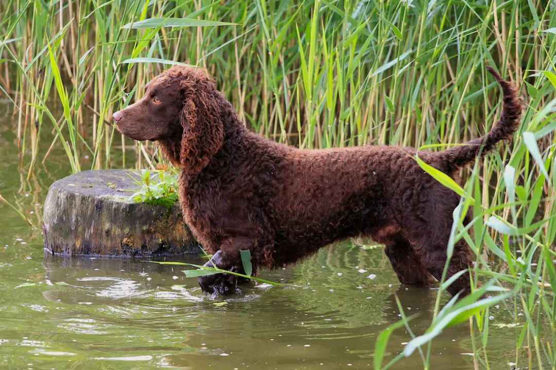 American Water Spaniel: The Versatile North American Water Hunter and Loyal Companion