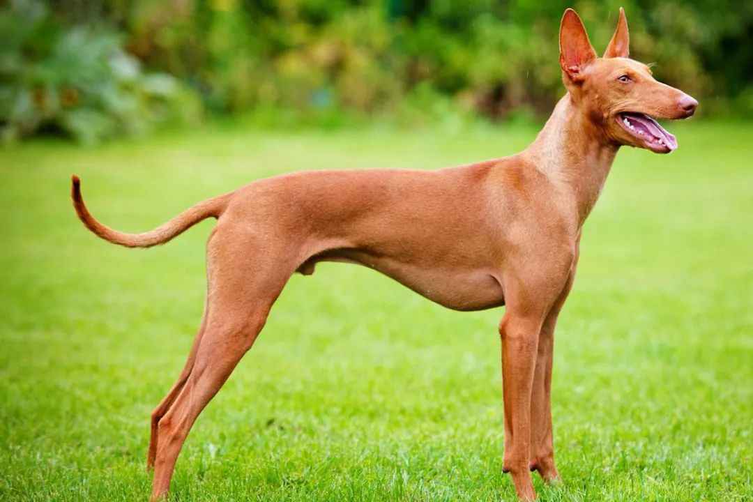 Cirneco dell’Etna: Sicily’s Ancient Volcanic Hound and Loyal Guardian