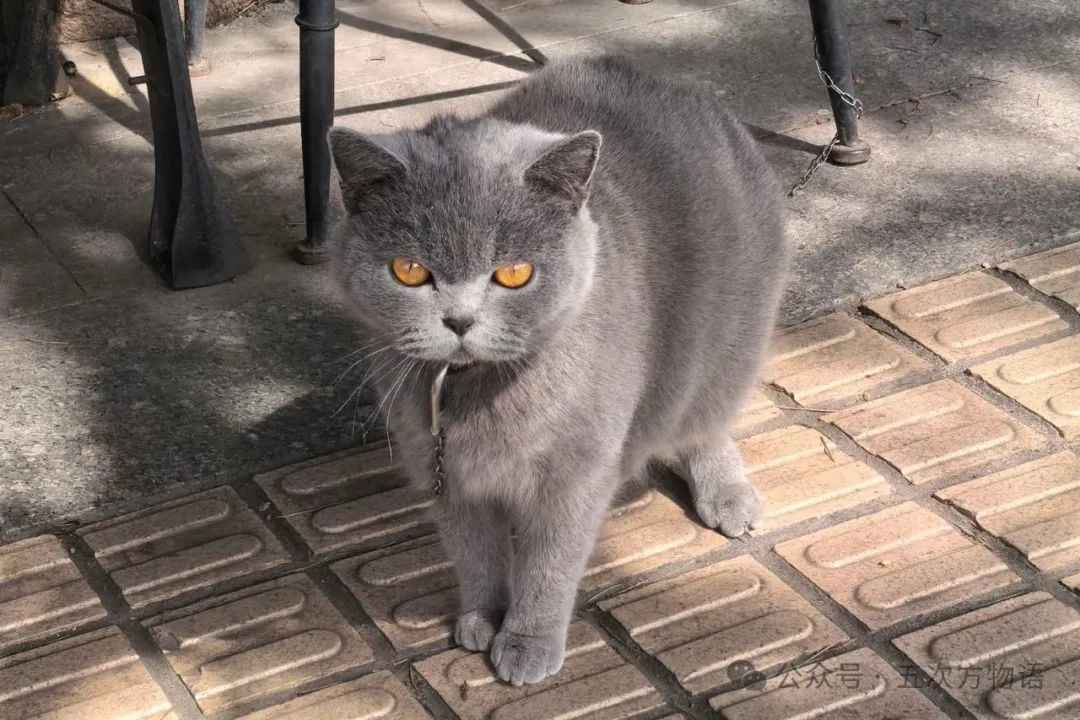 Timeless Elegance: The Enduring Legacy of the British Shorthair
