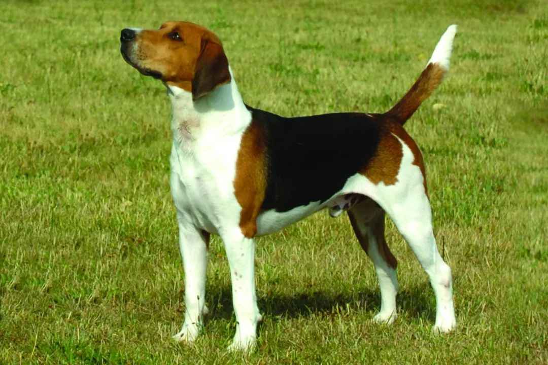 The Rise and Fall of the Harrier Jump Jet: A Legacy of Innovation and Warfare