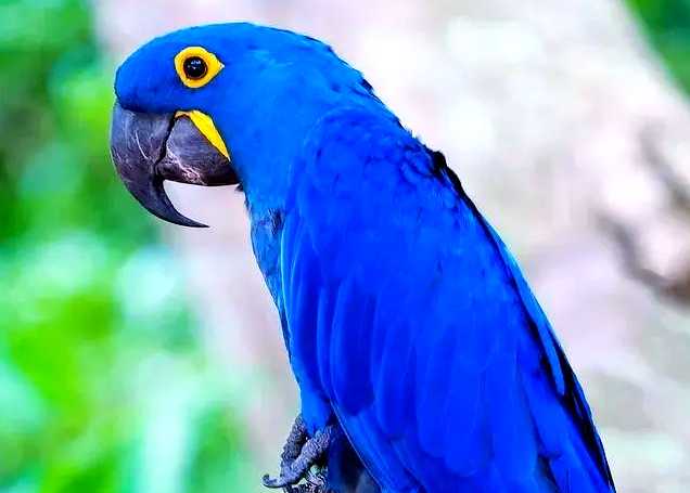 The Hyacinth Macaw: South America’s Azure Giant and Parrot Royalty