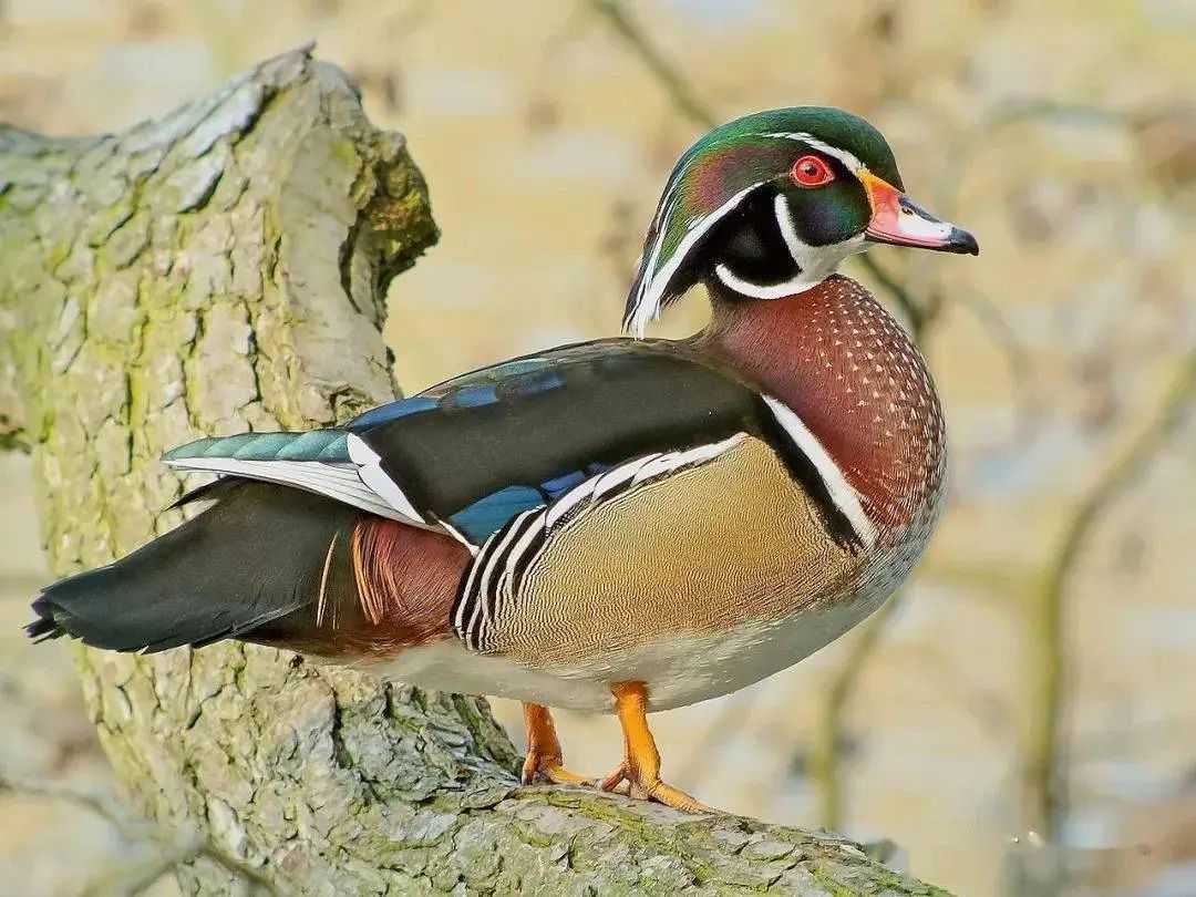The Wood Duck: North America’s Jeweled Waterfowl and Living Work of Art