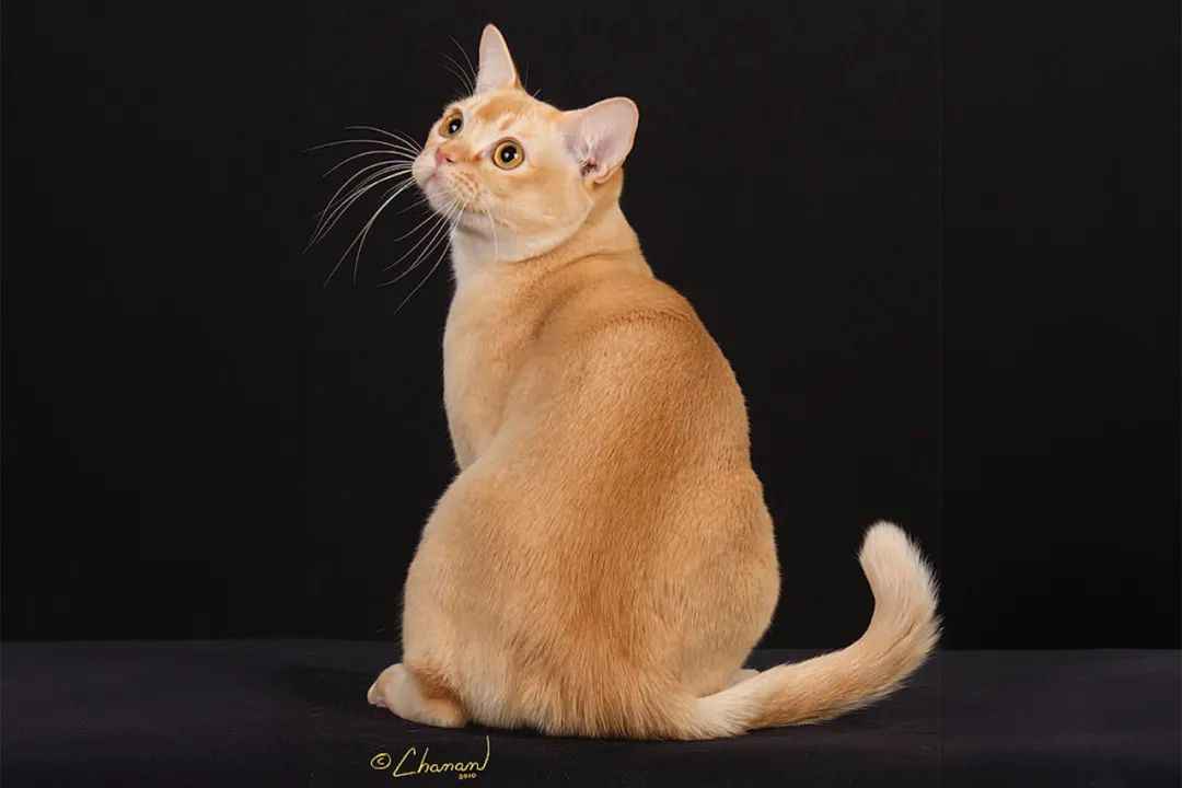 Exclusive: European Burmese Cat Breed – A Graceful Feline with a Rich Heritage