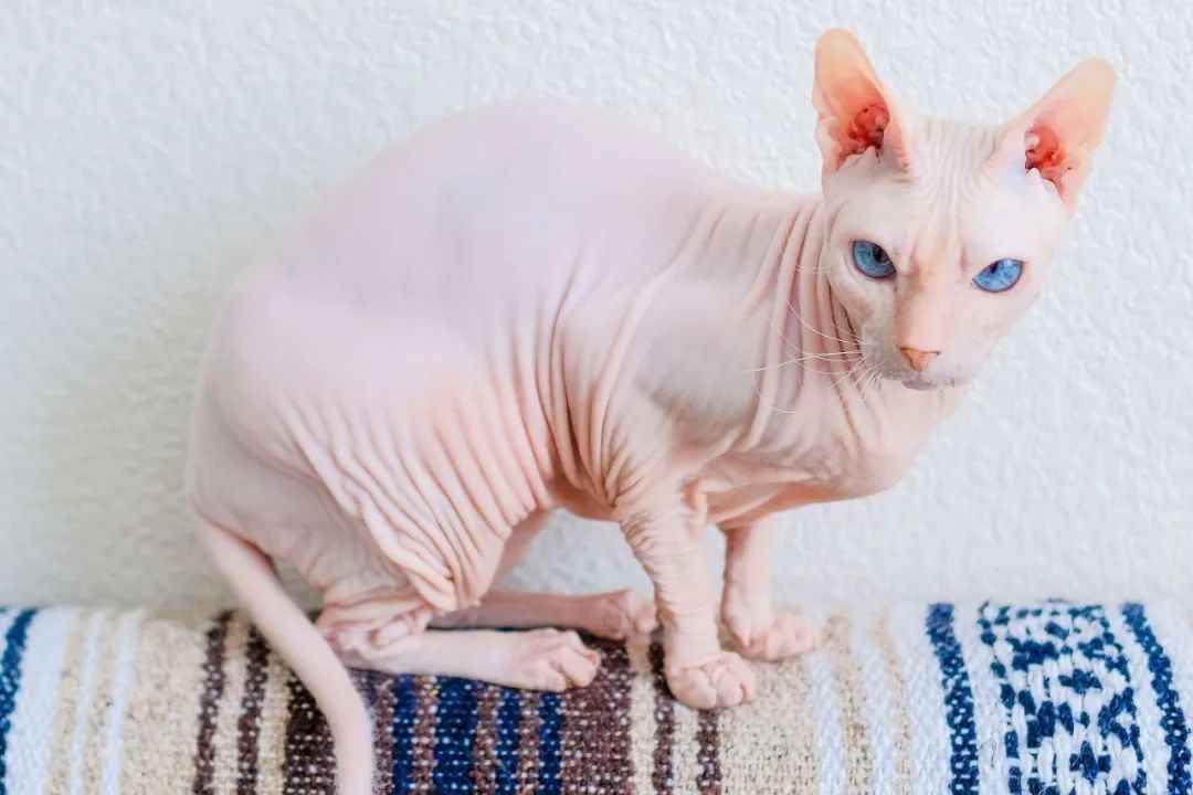 Meet the Donskoy: Russia’s Enigmatic Hairless Cat Breed