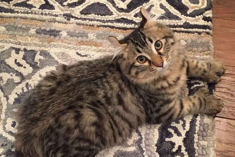 Majestic Highlanders: The Enigmatic Highlander Cat Breed