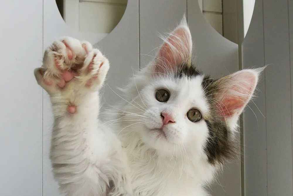 TICA Recognizes Polydactyl Maine Coons as Distinct Breed: From Genetic Anomaly to Global Phenomenon