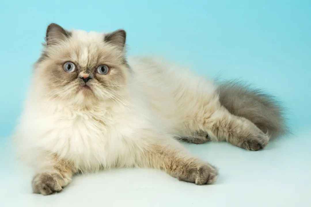 Exclusive Insights: The Enigmatic World of Himalayan Cats – Origins, Care, and Why They’re a Global Favorite