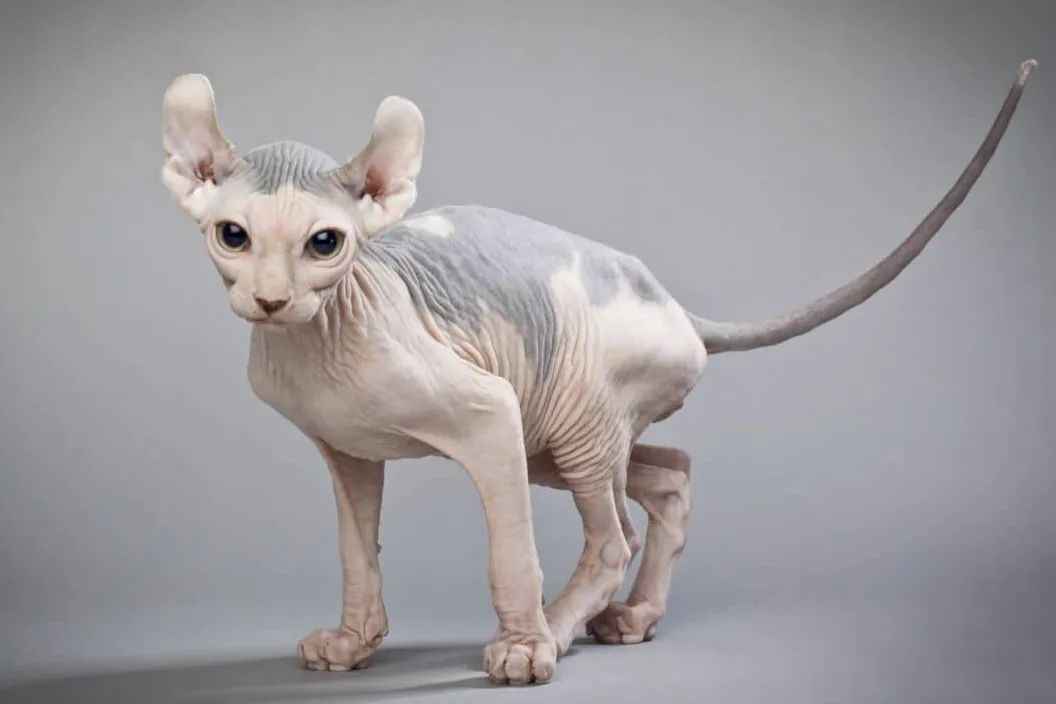 Elf Cat: A Unique Feline Breed Gaining Popularity Among Enthusiasts